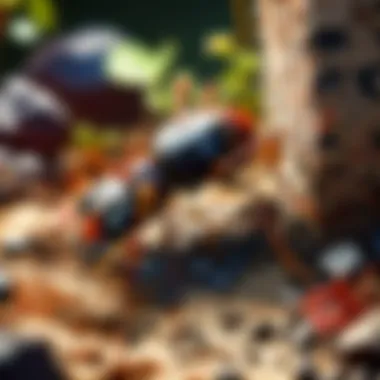 The Intricacies of an Ant Colony Intricate Ant Colony Illustration