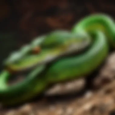 Pit Viper Camouflaged Amongst Foliage